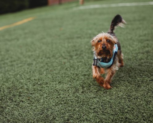 Eagle View Luxury Apartments and Townhomes Pet Center Detail